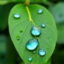 Eco-responsabilité, gouttes d’eau sur feuilles vertes